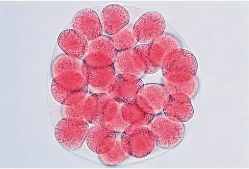 Эмбриология морского ежа (Psammechinus miliaris) – слайды с надписями на английском языке / 1003984 