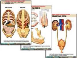 Комплект таблиц "Анатомия" (21 шт.) (лам.)