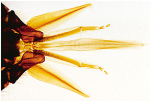 Медоносная пчела (Apis mellifera) – слайды с надписями на английском языке / 1004265 / W13440