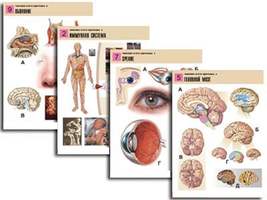 Комплект таблиц по биологии дем. "Человек и его здоровье 2" (10 табл., формат А1, лам.)